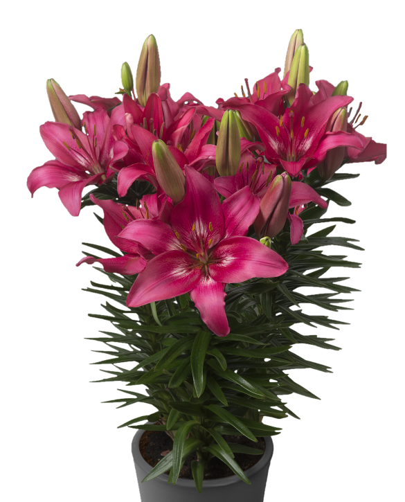 Лилия азиатская низкорослая Тренди Дакота